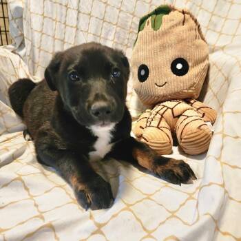 Hattie * -  German Shepherd Dog and Mixed Breed Dog for Adoption in Ferndale, Michigan - Hattie * | PetCurious