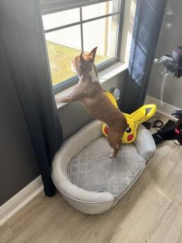 Alvin Sunshine _ XXXX FL -  Boston Terrier Dog for Adoption in Maryville, Tennessee - Alvin Sunshine _ XXXX FL | PetCurious