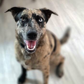 Catahoula Leopard Dog Dogs Available for Adoption - Scarlett | PetCurious