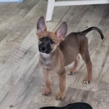 Kilo -  German Shepherd Dog Dog for Adoption in Sunderland, Maryland - Kilo | PetCurious