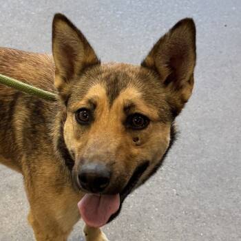 Rescue Mixed Breed Dogs for Adoption in Las Cruces, New Mexico - Bella | PetCurious