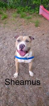 Sheamus -  American Bully and Bull Terrier Dog for Adoption in Attleboro, Massachusetts - Sheamus | PetCurious