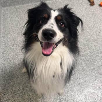 Cayde -  Australian Shepherd Dog for Adoption in Wichita, Kansas - Cayde | PetCurious