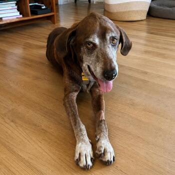 Muttilda -  Chocolate Labrador Retriever Dog for Adoption in New Orleans, Louisiana - Muttilda | PetCurious