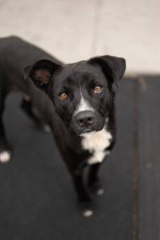 Axel -  Border Collie Dog for Adoption in Stratham, New Hampshire - Axel | PetCurious