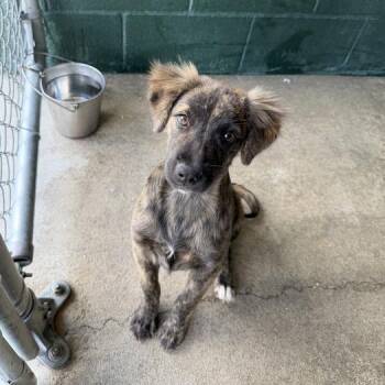 Shirley Temple -  Terrier and Mixed Breed Dog for Adoption in Carencro, Louisiana - Shirley Temple | PetCurious