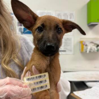 Jason -  Mixed Breed Dog for Adoption in Charleston, West Virginia - Jason | PetCurious