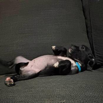 Sprelly -  Mixed Breed Dog for Adoption in Fredericksburg, Virginia - Sprelly | PetCurious
