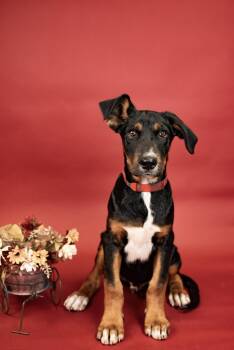 791-26 -  Australian Cattle Dog Blue Heeler Dog for Adoption in Brighton, Colorado - 791-26 | PetCurious
