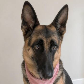 Lady -  German Shepherd Dog Dog for Adoption in Tampa, Florida - Lady | PetCurious