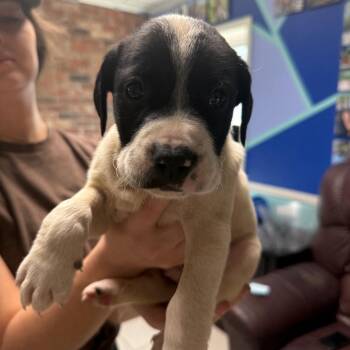 Poodle and Pointer Dogs Available for Adoption - Frank Costanza | PetCurious