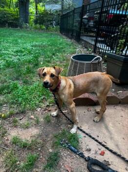 Ruffin -  Mixed Breed Dog for Adoption in Shelburne, Vermont - Ruffin | PetCurious