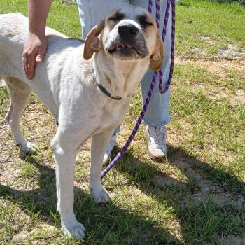 Allie 1482 -  Great Pyrenees and Mixed Breed Dog for Adoption in Loxahatchee Groves, Florida - Allie 1482 | PetCurious