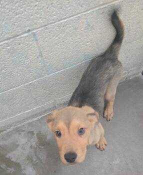 Rescue Mixed Breed Dogs for Adoption in Pinetop-lakeside, Arizona - Bisque | PetCurious