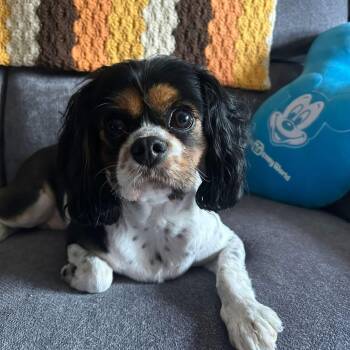 Cavalier King Charles Spaniel Dogs Available for Adoption in Schnecksville, Pennsylvania - JULIETTE | PetCurious