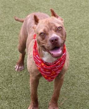 Rescue Pit Bull Terrier Dogs for Adoption in Rockaway, New Jersey - Hennessy Mini Pittie Athens | PetCurious