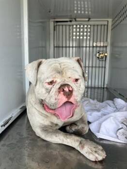 MEATBALL -  American Bulldog Dog for Adoption in Stockton, California - MEATBALL | PetCurious