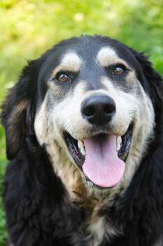 Toby -  Shepherd and Goldendoodle Dog for Adoption in Hayward, Wisconsin - Toby | PetCurious