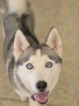 Oscar -  Siberian Husky Dog for Adoption in Odenton, Maryland - Oscar | PetCurious