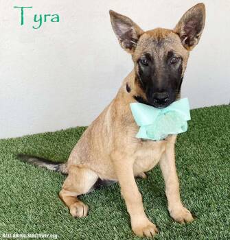German Shepherd Dog and Belgian Shepherd Malinois Dogs Available for Adoption in San Diego, California - Tyra | PetCurious