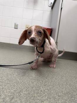POPSICLE -  Dachshund and Mixed Breed Dog for Adoption in Omaha, Nebraska - POPSICLE | PetCurious