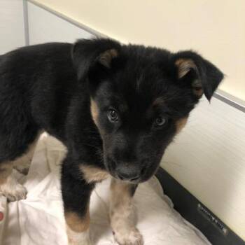 Tree Trunks -  Australian Shepherd and Mixed Breed Dog for Adoption - Tree Trunks | PetCurious