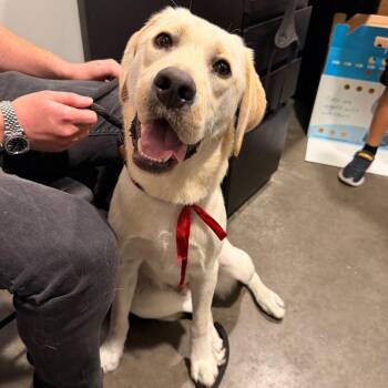 Fred -  Yellow Labrador Retriever Dog for Adoption in Tampa, Florida - Fred | PetCurious