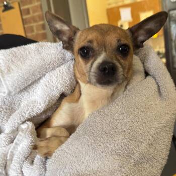 Bella -  Chihuahua and Mixed Breed Dog for Adoption in Birmingham, Alabama - Bella | PetCurious