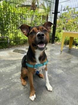 Cedar -  Terrier and Beagle Dog for Adoption in Honolulu, Hawaii - Cedar | PetCurious