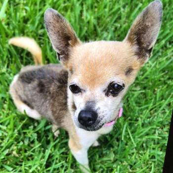 Rescue Chihuahua Dogs for Adoption in New Orleans, Louisiana - JoJo | PetCurious