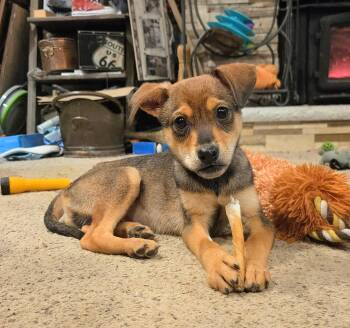 Chihuahua Dogs Available for Adoption in Harlingen, Texas - Georgie | PetCurious