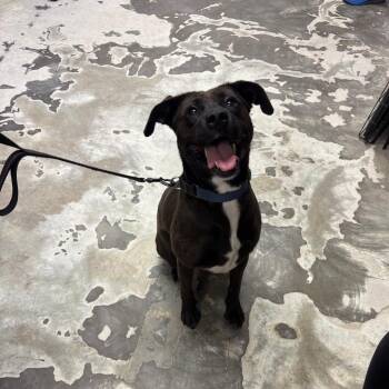 Lizzette -  Mixed Breed Dog for Adoption in Spokane, Washington - Lizzette | PetCurious