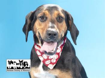 ZINNIA -  Black And Tan Coonhound Dog for Adoption in St. Louis, Missouri - ZINNIA | PetCurious