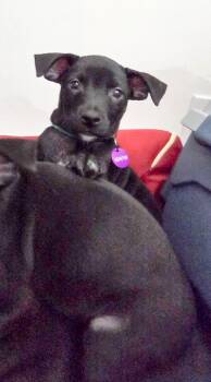 Dopey -  Chihuahua Dog for Adoption in West Hollywood, California - Dopey | PetCurious