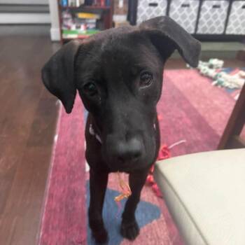 Addy -  Shepherd Dog for Adoption in Yonkers, New York - Addy | PetCurious