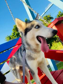 Siberian Husky Dogs Available for Adoption - Millie | PetCurious