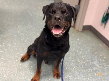 Rescue Rottweiler Dogs for Adoption in St. Cloud, Florida - GOOFY | PetCurious
