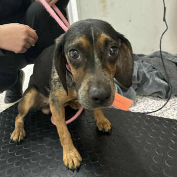 Rescue Beagle Dogs for Adoption in Northbrook, Illinois - Stella Rose | PetCurious