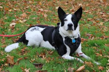 Shepherd and Husky Dogs Available for Adoption in Harrison, New York - Koda | PetCurious