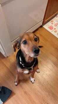 Beagle and Coonhound Dogs Available for Adoption - Lucy | PetCurious