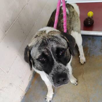 Atticus -  Mixed Breed Dog for Adoption in Duncan, Oklahoma - Atticus | PetCurious