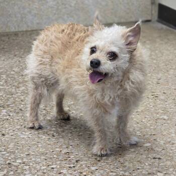 Ginger -  Wirehaired Terrier and Mixed Breed Dog for Adoption in Milan, Illinois - Ginger | PetCurious