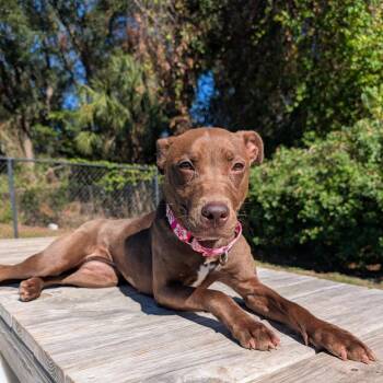 Mocha -  Mixed Breed Dog for Adoption in Lakeland, Florida - Mocha | PetCurious