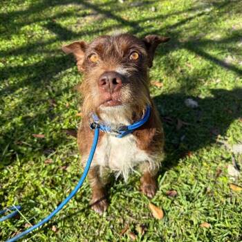 Mixed Breed Dogs Available for Adoption - Brianda | PetCurious