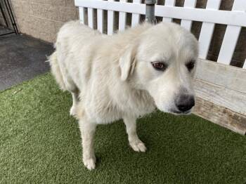 Great Pyrenees Dogs Available for Adoption in Modesto, California - A609292 | PetCurious