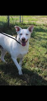 Flip -  Cattle Dog Dog for Adoption in Berea, Kentucky - Flip | PetCurious
