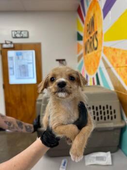 Liberty -  Mixed Breed Dog for Adoption in Thousand Oaks, California - Liberty | PetCurious