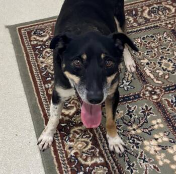 Atlas -  Mixed Breed Dog for Adoption in Ashland, Ohio - Atlas | PetCurious