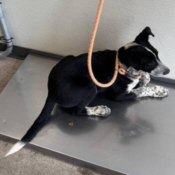 Mixed Breed Dogs Available for Adoption in Las Cruces, New Mexico - Boy | PetCurious