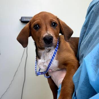Porter -  Mixed Breed Dog for Adoption in Skokie, Illinois - Porter | PetCurious